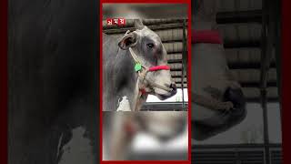      cow cowhaat cattlemarket munshigonj shorts somoytv