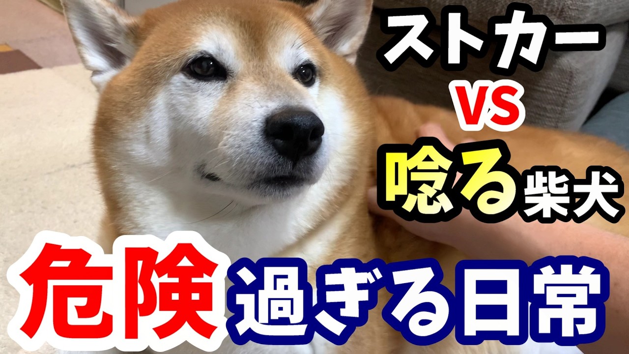The Shiba Inu's annoyed growl at their stalker-like dad who won't
