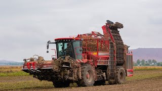 Sugar beet harvesting / HOLMER Terra Dos T4-30 /