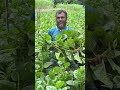 পুইশাক চাষ করে লাখ টাকা আয়