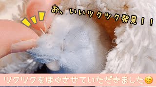 マメルリハのグリコ　ツクツクをほぐさせていただきました✨ Very cute parrotlet