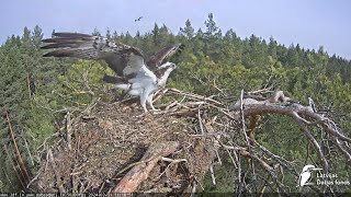 Zivju ērglis (Pandion haliaetus) Kurzemē - LDF tiešraide