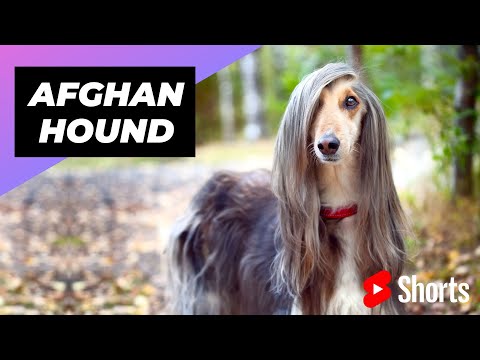 Video: Afganistanin koira