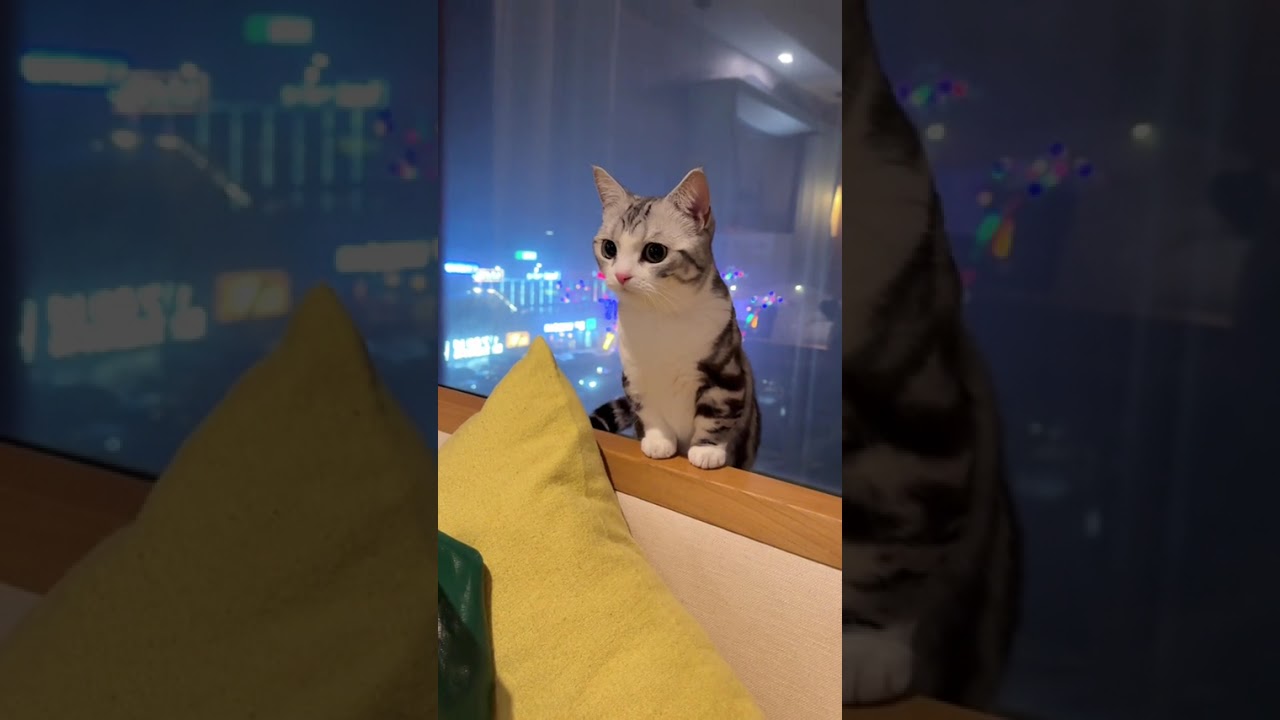 Take a kitten across 4 000 kilometers to Xinjiang for the Spring Festival Here s the speci