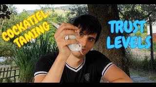How to tame a cockatiel - trust and trust levels