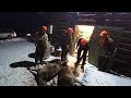 Охота #215 в Латвии на оленя