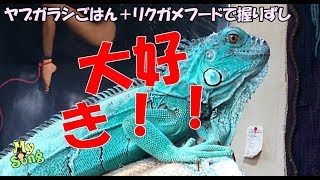 草食系爬虫類イグアナやリクガメの人工飼料ビバリアレップカル,トータスダイエット,ジョジョフード比べてみた