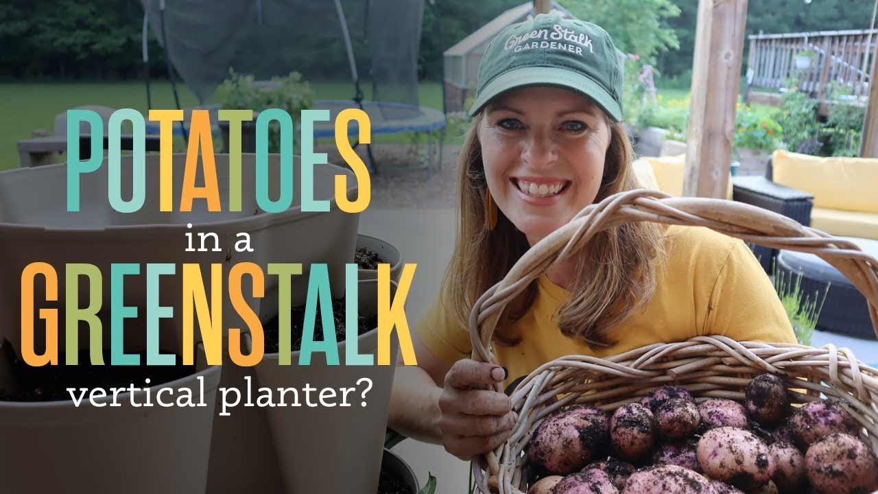 I Planted Potatoes in a Greenstalk Planter. Here's What Happened. YouTube