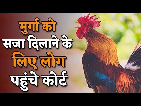 वीडियो: मुर्गे लगातार बांग क्यों देते हैं?