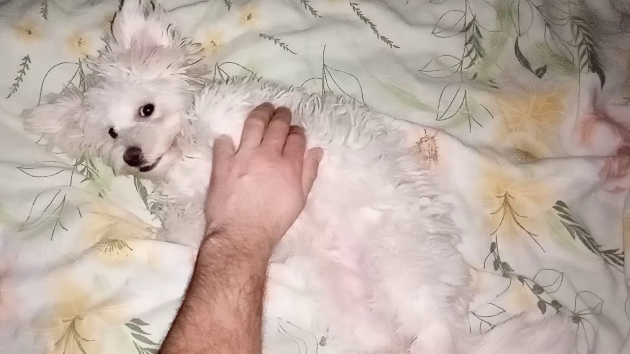 Cute Puppies | Cute Puppy | Cute Baby Dogs. - YouTube