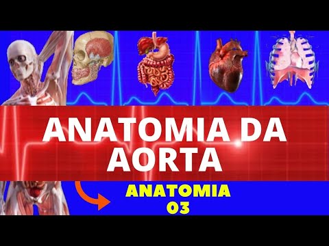 Vídeo: Aorta Torácica - Ramos, Estrutura, Doenças
