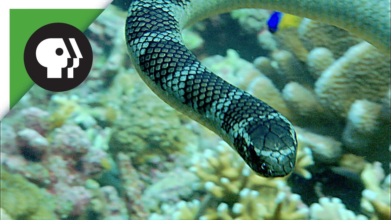 ⁣Roving Gang of Sea Snakes & Fish Terrorize Reef