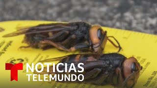 ‘Avispones asesinos’, la invasión que causa alarma a EE.UU. | Noticias Telemundo