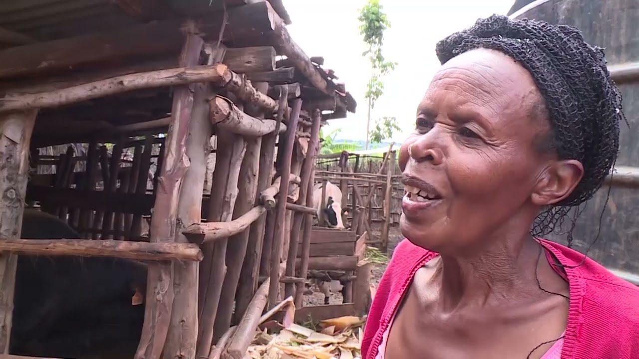 GISAGARA BISHIMIRA KO BAHINGA IBIHEMBWE BYOSE BY'IHINGA