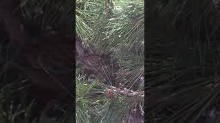 キジバトのヒナ餌やりの瞬間を見た