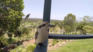 Kookaburra under attack