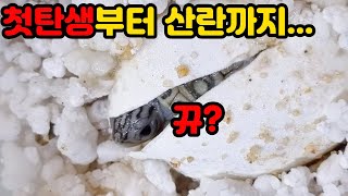 요즘사람들이 집에서 바다거북을 키우는 이유(세상에서 가장 아름다운 수생거북 테라핀)