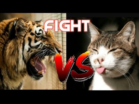 Download 960 Koleksi Gambar Harimau Dan Kucing Terbaru HD