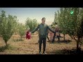 جوبي فرط الرمان