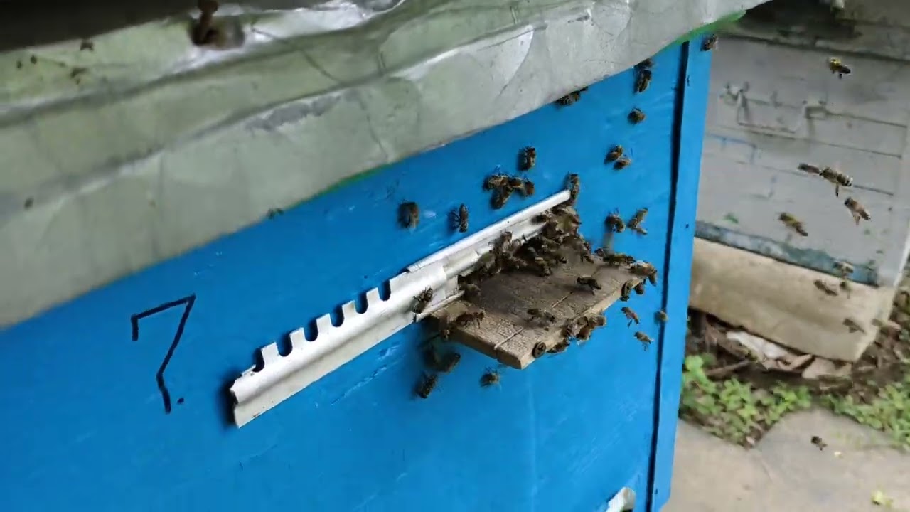 ПЧЁЛЫ И ВЕСНА 