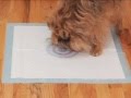 BullsEye Pee Pad BullsEye Pee Pad