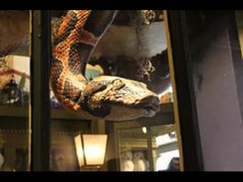 diagon alley dragon Parseltongue Snake at Diagon Alley