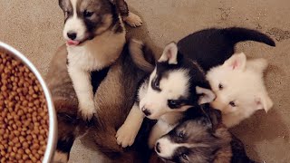 Funny Husky Puppies Can't Contain Their Excitement!!