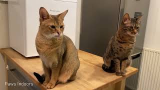 Chausie cat shows her aggression when hungry