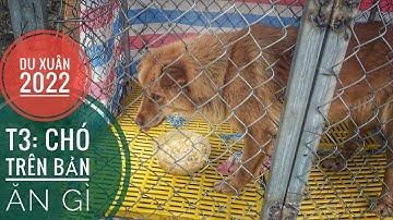 T3: Chó trên Vùng Cao được Cho Ăn Gì ???/ Chó Bắc Hà/ NhamTuatTV - Dog in Vietnam