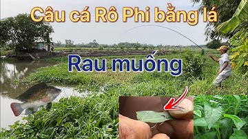 Câu Cá Rô Phi Tự Nhiên Bằng Lá Rau Muống Để Xuống Là Ăn Liền🍃