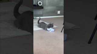 Cat Excited By Human Daddy's Socks