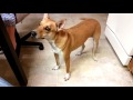 Basenji dogs の動画、YouTube動画。