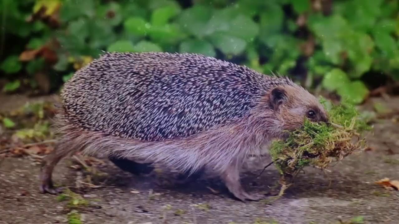 Totul despre viziunea aricilor. Fapte interesante Hedgehog