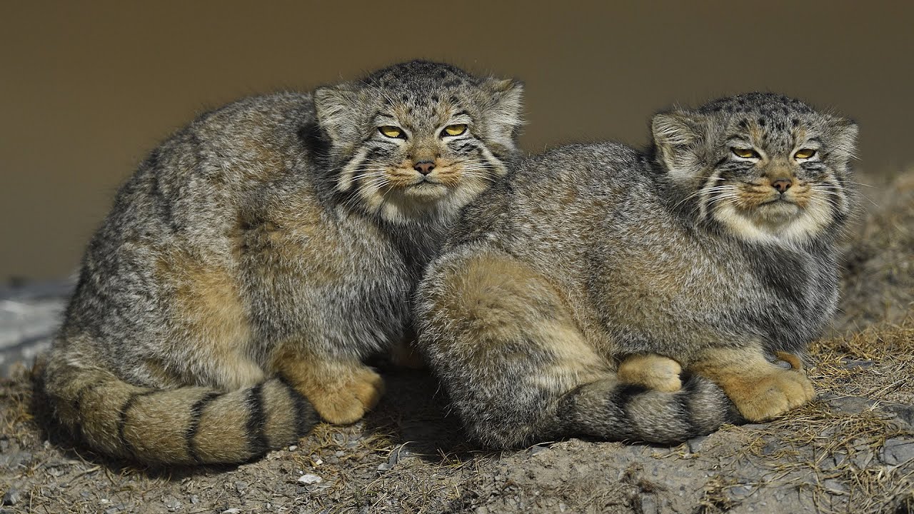 Wildlife of China: The 'world's fluffiest cat' - CGTN