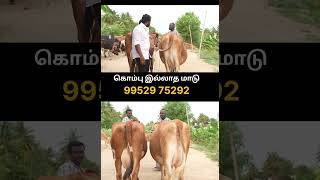 கொம்பு இல்லாத ஜெர்சிமாடு விற்பனைக்கு