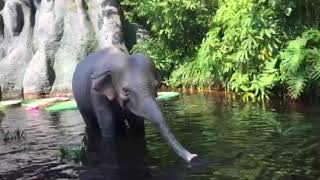 Jungle Cruise - Tokyo Disneyland