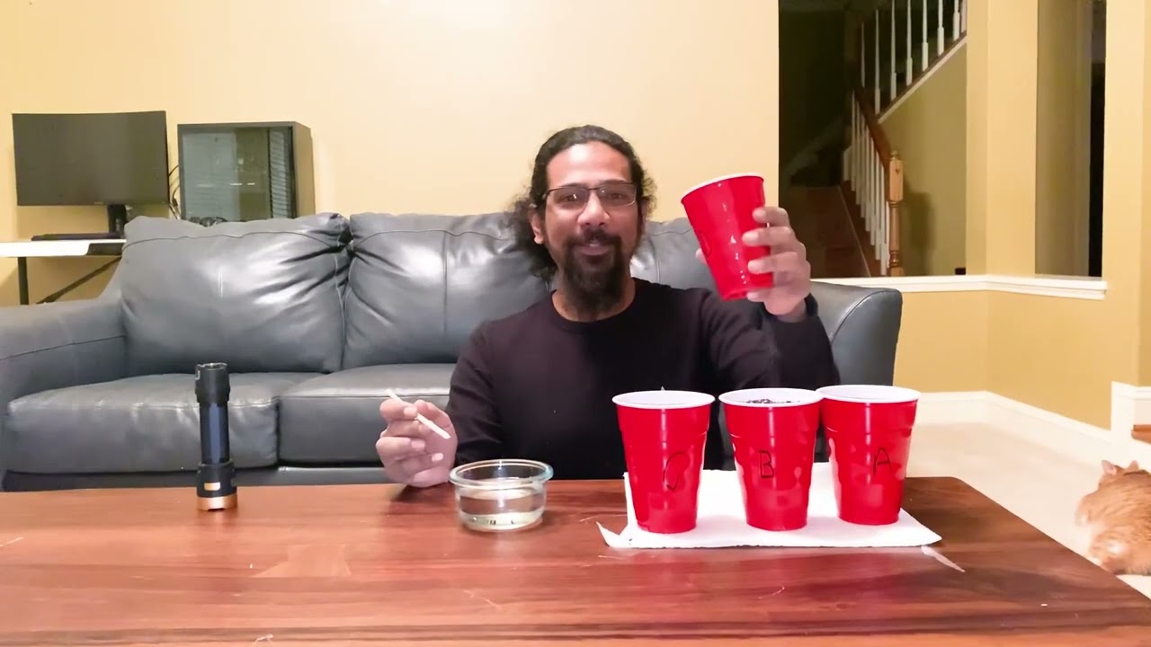 Ep.2 Wedding Cake ILGM Moving cannabis seeds to soil in Solo cups 