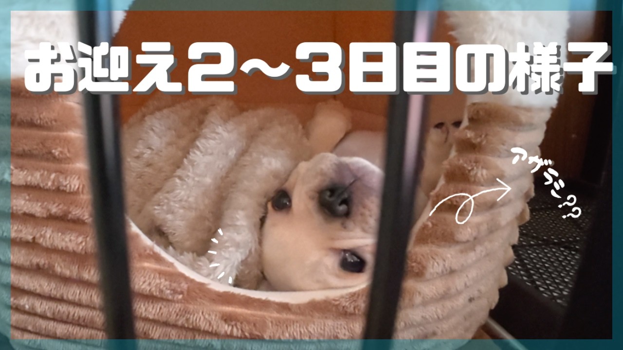 【生後２ヶ月のフレンチブルドック】お迎え２日目・３日目の様子が可愛すぎた...