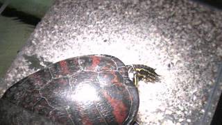 2017-06-14 turtle's sun-spot