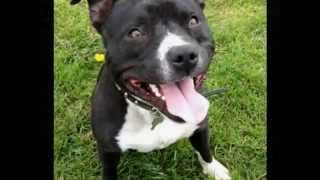 Our Staffy Riley 6 Weeks Old - 2 Yrs Old