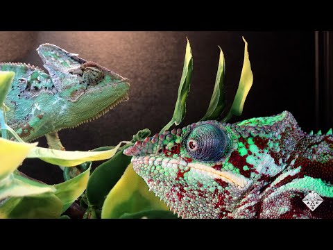 A color-changing material inspired by chameleon skin - Headline Science