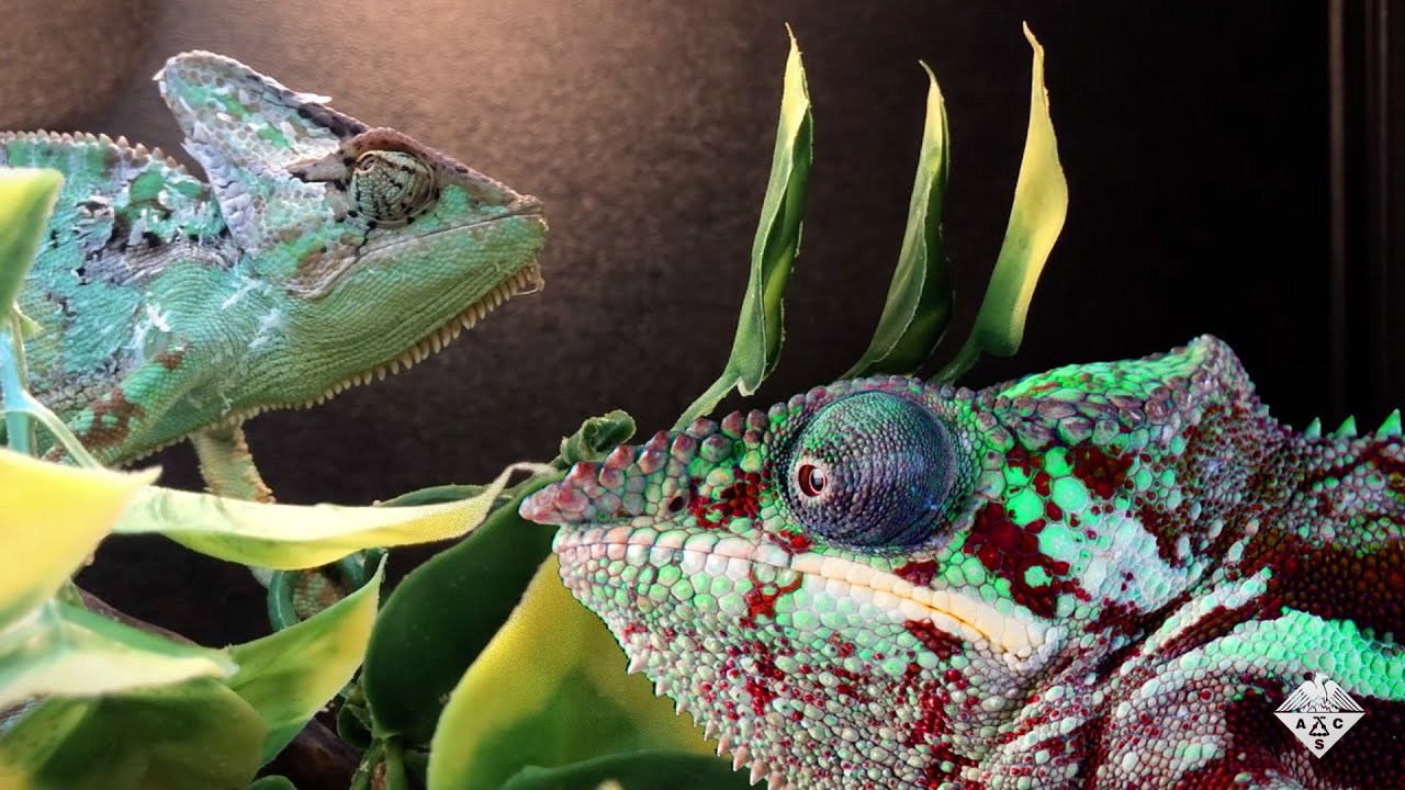 The Secret to How Chameleons Change Color: Nanocrystals