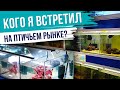 Обзор птичьего рынка: Аквариумные рыбки на любой вкус и кошелек! Птичий Рынок Германия!