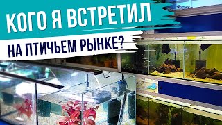 Обзор птичьего рынка: Аквариумные рыбки на любой вкус и кошелек! Птичий Рынок Германия!