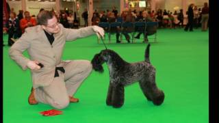 K9 Clean Coats Bath Benefits Of Using This Coat At Home On The Pet Kerry Blue Terrier