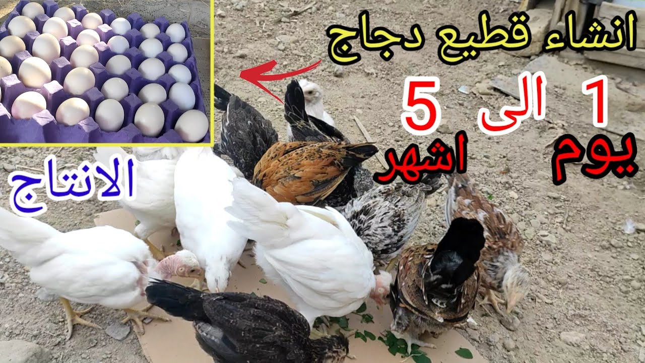 كيف تسوي قطيع دجاج منتج للبيض من تبزيرك🐔 من عمر 1 يوم الى 5 اشهر