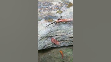 Con Vắt Hút Máu Thứ Ám Ảnh Nhất Trong Rừng | TÂY BẮC TV #shorts