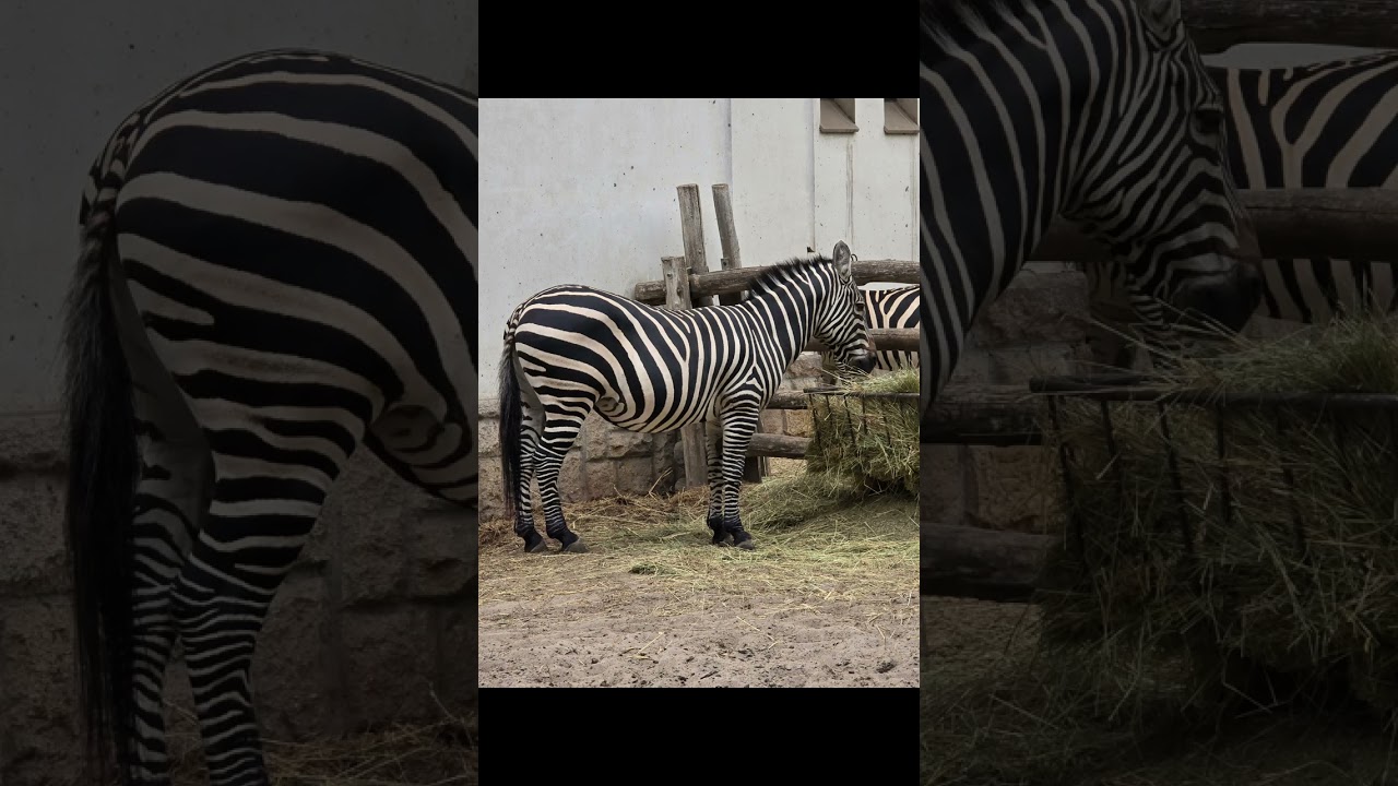 Ungarn Budapest  Stadt und Zoo