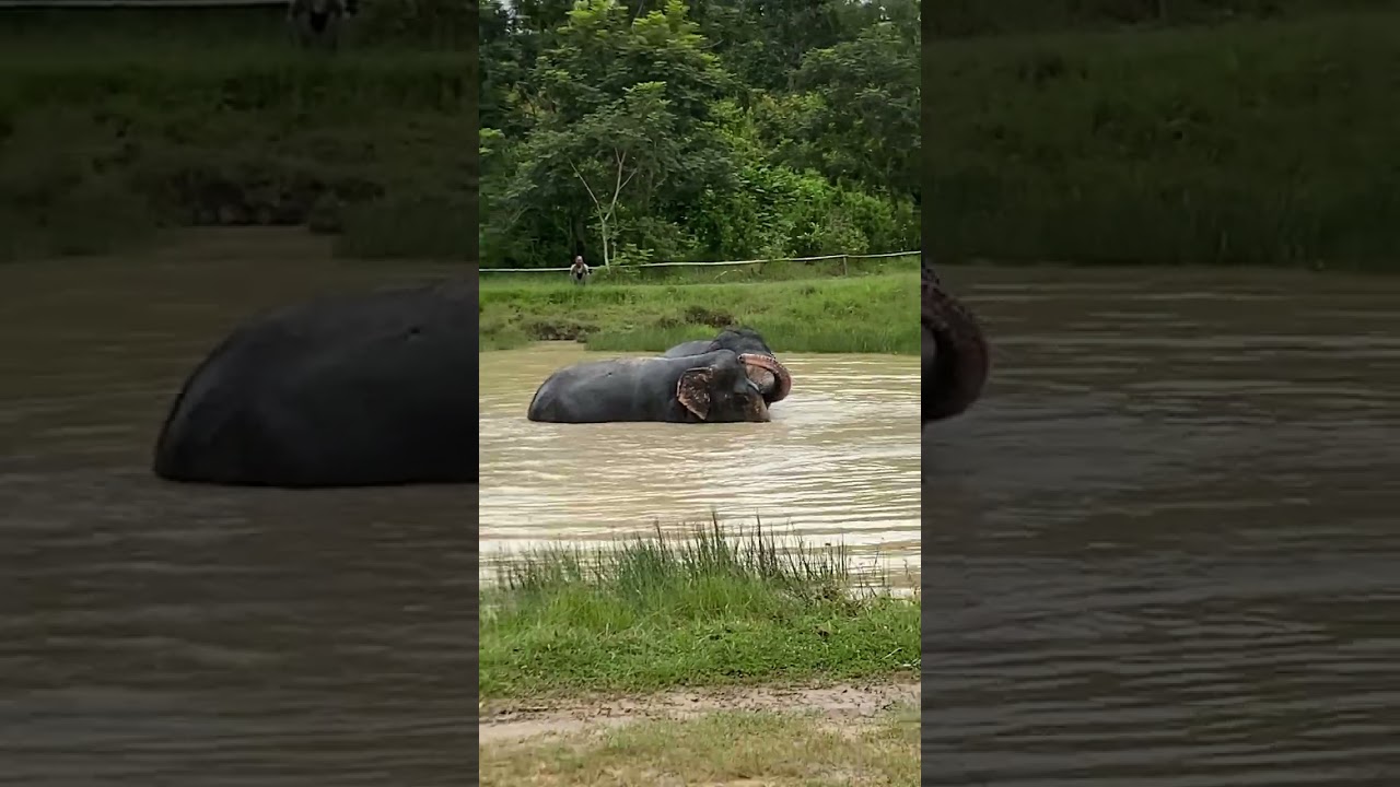 Rescued Elephant | Caring for Gentle Giants | Elephant Nail Care, Health & Sanctuary Life