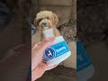 #dogsoftiktok #dogowners